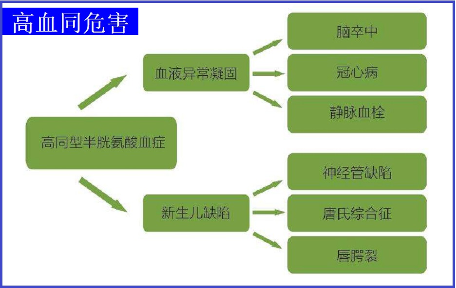 高同型半胱氨酸