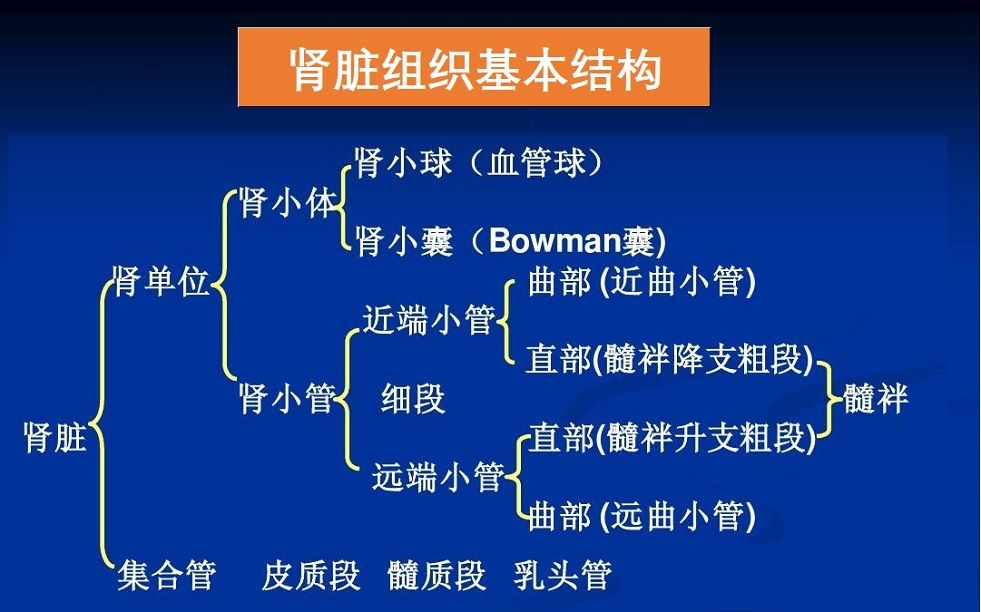  肾健康与营养