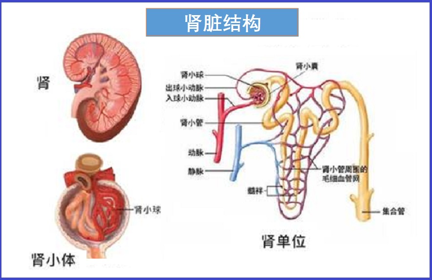  肾功能不足