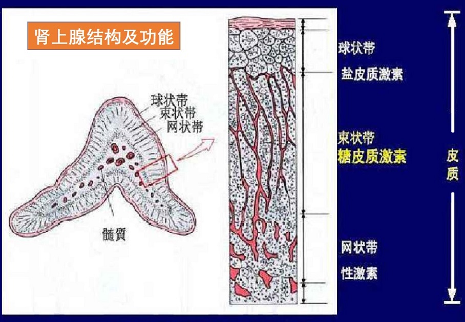  艾迪生病