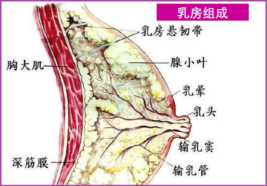  乳痛症