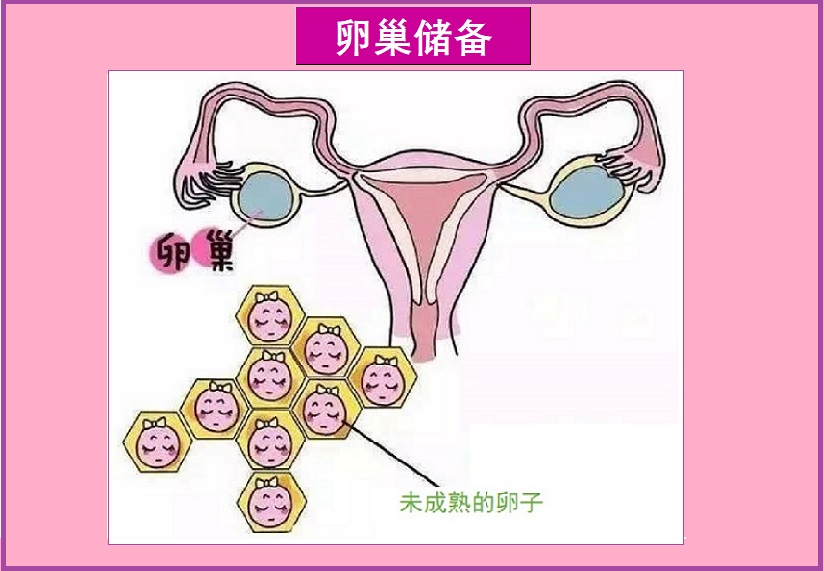  卵巢储备不足