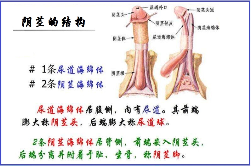  佩罗尼氏病