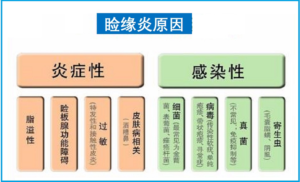  睑缘炎