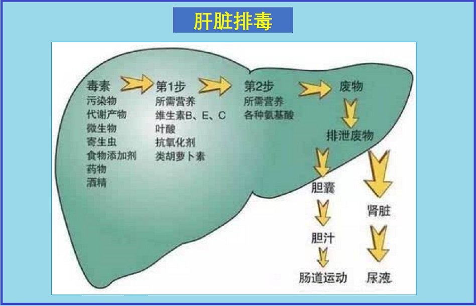  肝代谢解毒