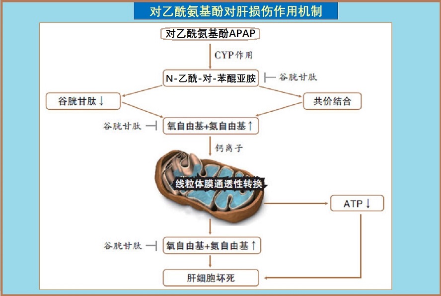  降低扑热息痛副作用