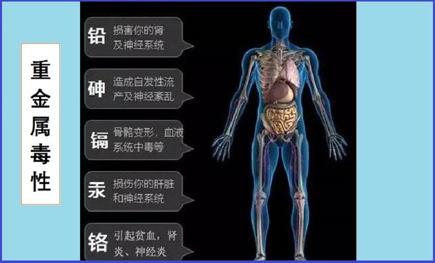  重金属毒性