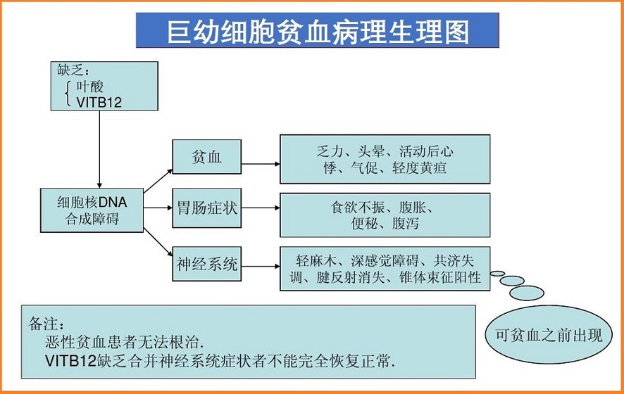  巨幼细胞贫血