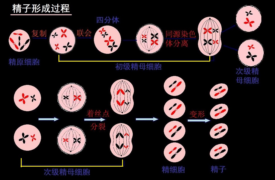  了解精子与生殖力
