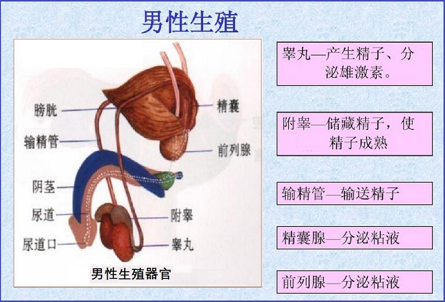  如何提高男性功能和生育力