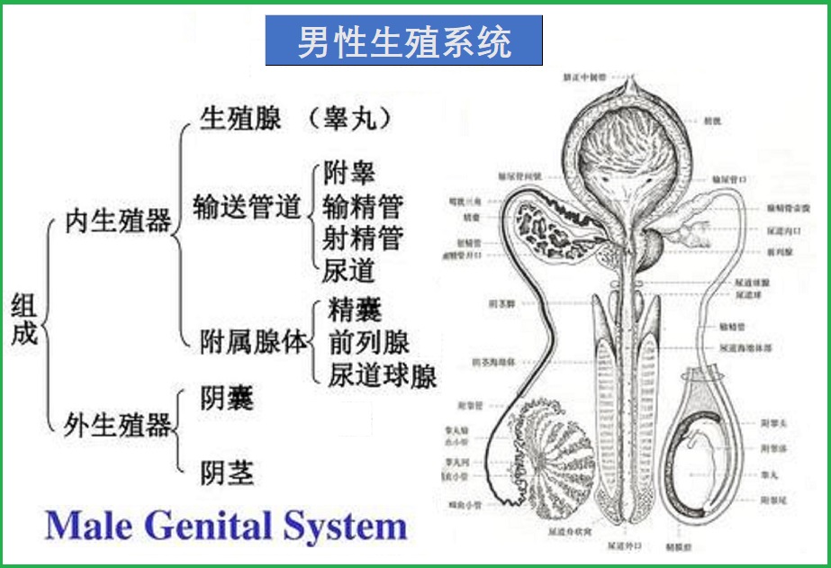  消除有害物，促进男性生育力