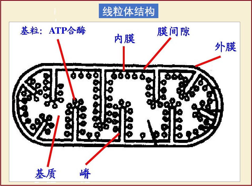  线粒体老化管理