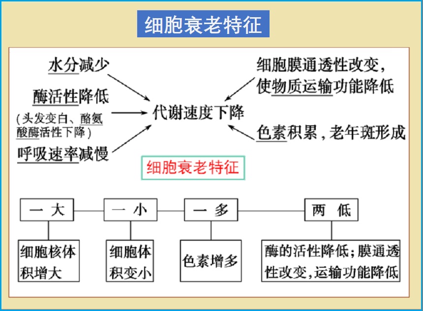  细胞衰老
