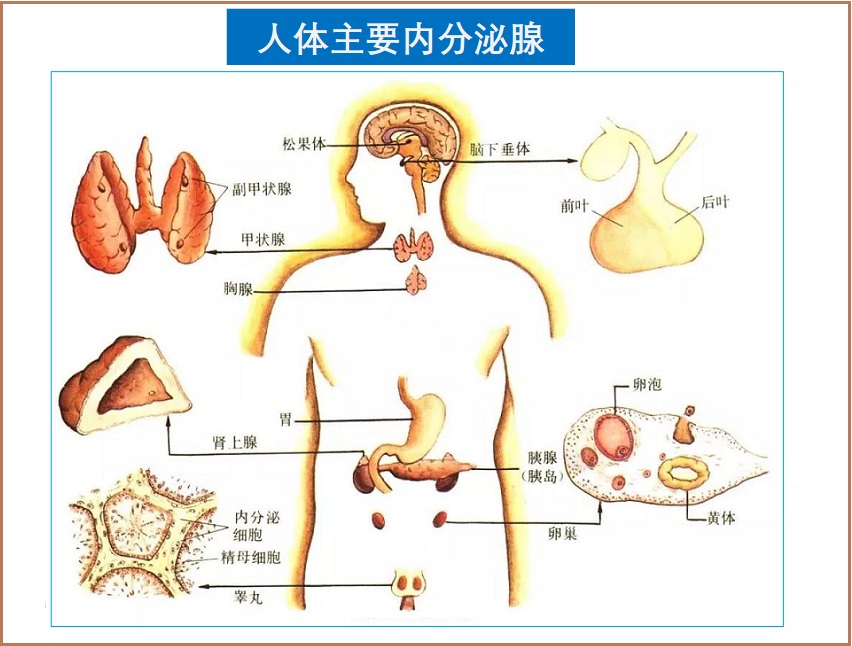  DHEA与抗衰老