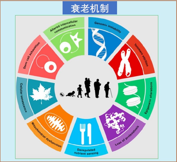  抗衰老管理
